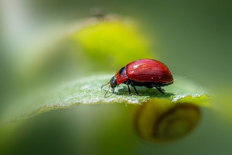 Organic Pest Solutions