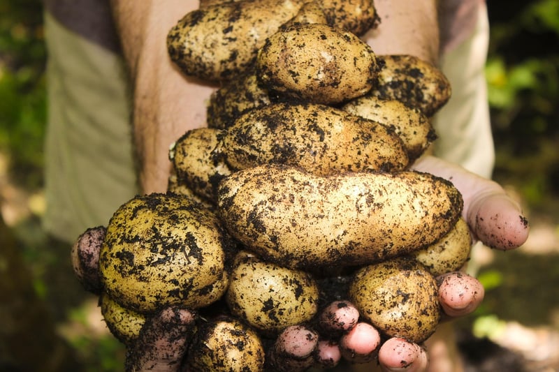 Vegetable Harvesting Guide
