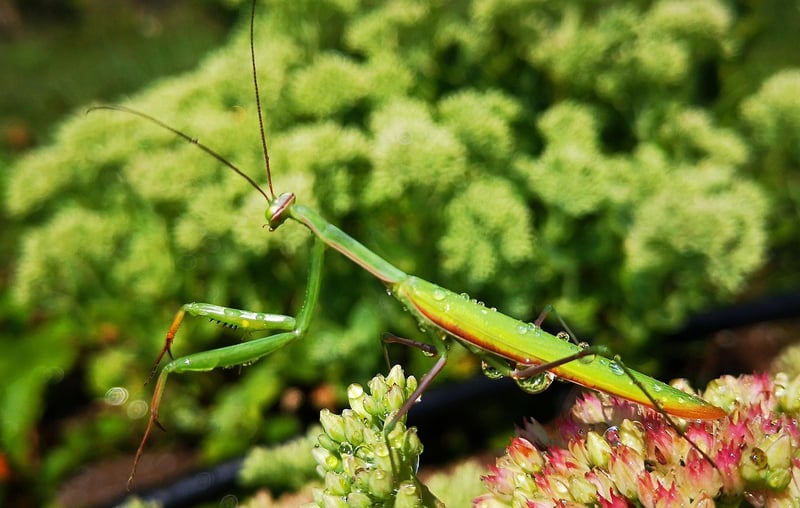 Praying Mantis in garden