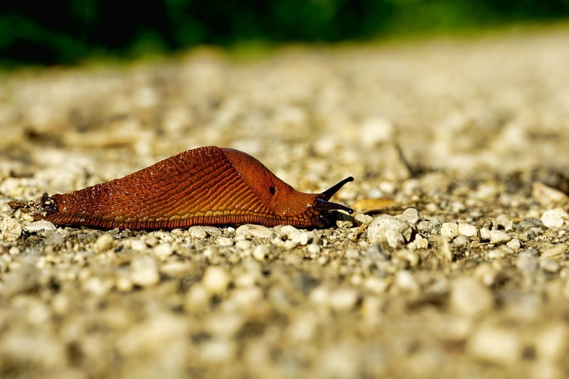 Snail in garden